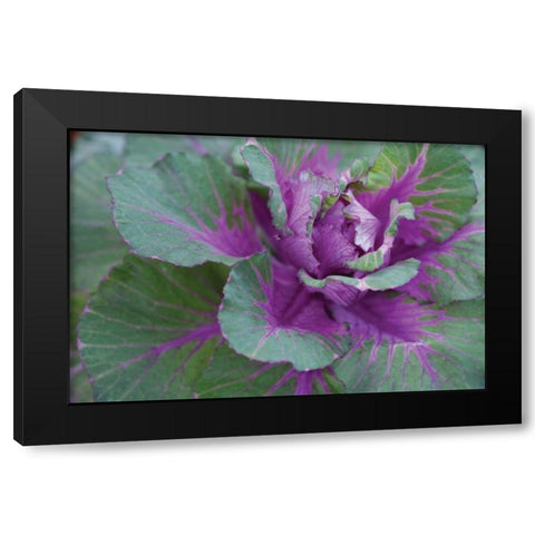 Cabbage Plant Black Modern Wood Framed Art Print with Double Matting by Berzel, Erin