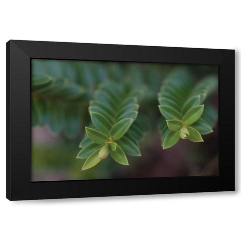 Green Leaves I Black Modern Wood Framed Art Print by Berzel, Erin
