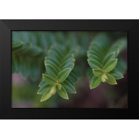 Green Leaves I Black Modern Wood Framed Art Print by Berzel, Erin