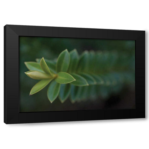 Green Leaves II Black Modern Wood Framed Art Print with Double Matting by Berzel, Erin