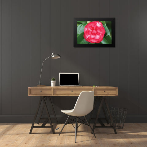 Camellia Flower I Black Modern Wood Framed Art Print by Berzel, Erin