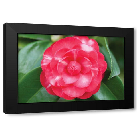 Camellia Flower I Black Modern Wood Framed Art Print with Double Matting by Berzel, Erin