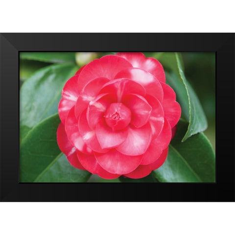 Camellia Flower I Black Modern Wood Framed Art Print by Berzel, Erin