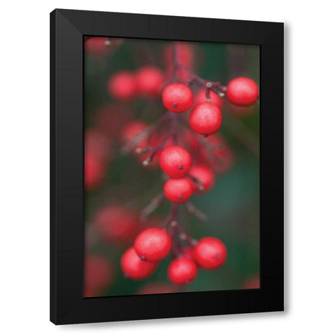 Red Berries I Black Modern Wood Framed Art Print by Berzel, Erin