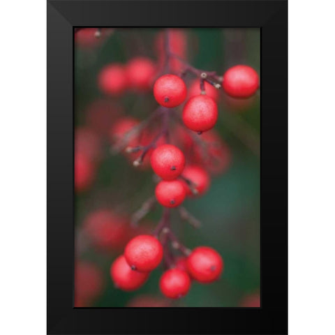 Red Berries I Black Modern Wood Framed Art Print by Berzel, Erin