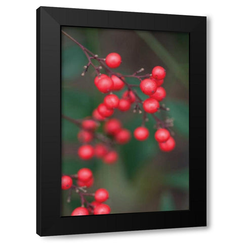 Red Berries II Black Modern Wood Framed Art Print with Double Matting by Berzel, Erin