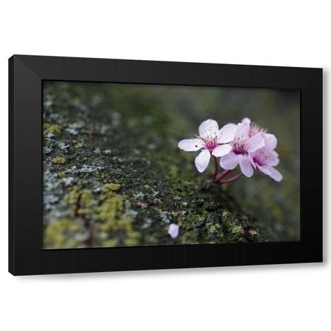 Portland Cherry Blossom I Black Modern Wood Framed Art Print with Double Matting by Berzel, Erin