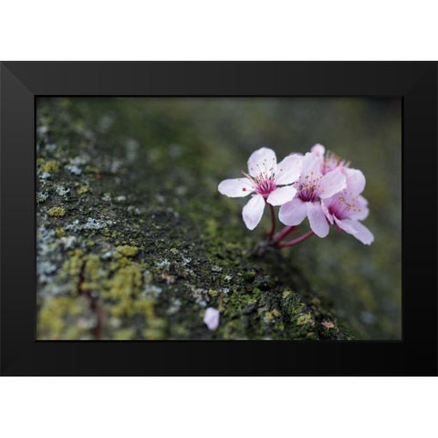Portland Cherry Blossom I Black Modern Wood Framed Art Print by Berzel, Erin