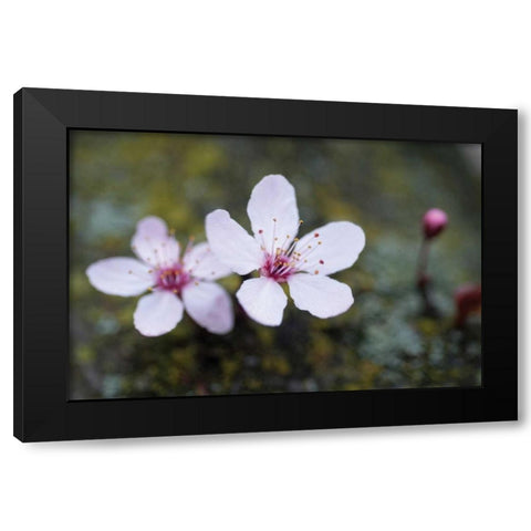 Portland Cherry Blossom II Black Modern Wood Framed Art Print with Double Matting by Berzel, Erin