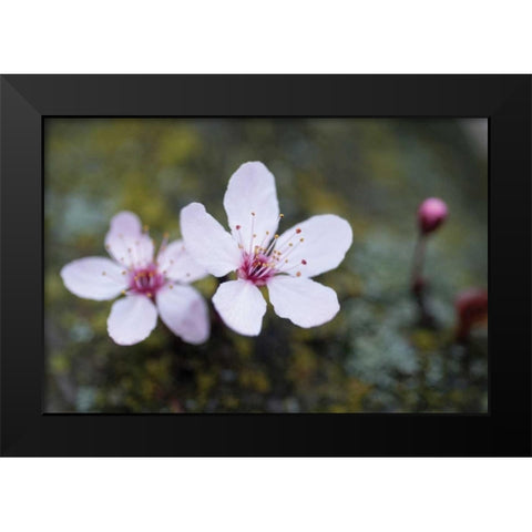 Portland Cherry Blossom II Black Modern Wood Framed Art Print by Berzel, Erin