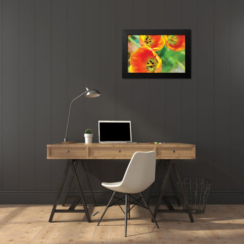 Orange Tulips II Black Modern Wood Framed Art Print by Berzel, Erin