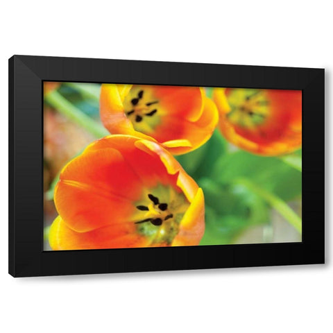 Orange Tulips II Black Modern Wood Framed Art Print by Berzel, Erin