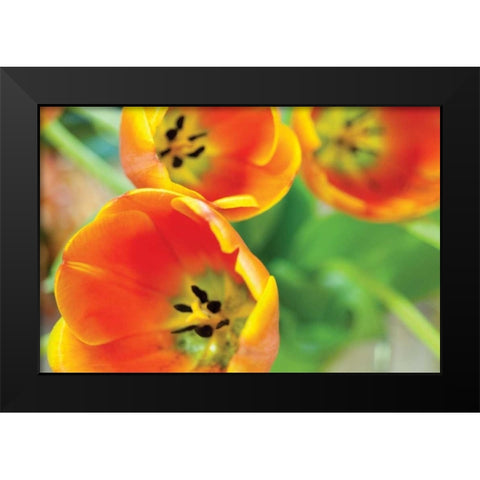Orange Tulips II Black Modern Wood Framed Art Print by Berzel, Erin
