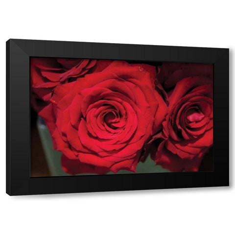 Red Roses Black Modern Wood Framed Art Print by Berzel, Erin