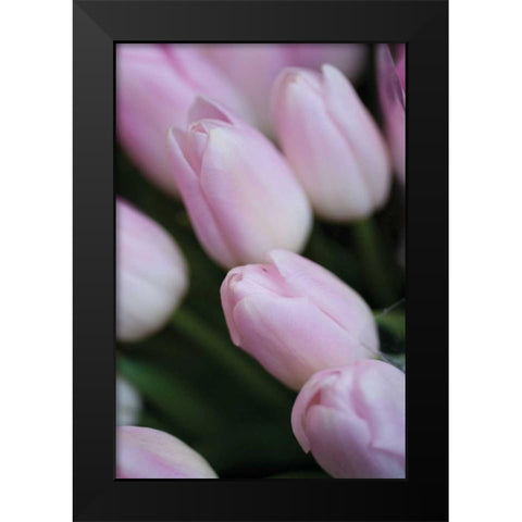 Soft Pink Tulips II Black Modern Wood Framed Art Print by Berzel, Erin
