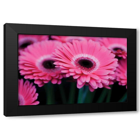 Pink Gerbera Daisies I Black Modern Wood Framed Art Print by Berzel, Erin