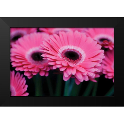 Pink Gerbera Daisies I Black Modern Wood Framed Art Print by Berzel, Erin
