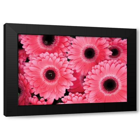 Pink Gerbera Daisies III Black Modern Wood Framed Art Print by Berzel, Erin