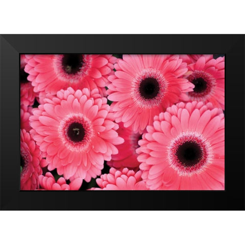 Pink Gerbera Daisies III Black Modern Wood Framed Art Print by Berzel, Erin