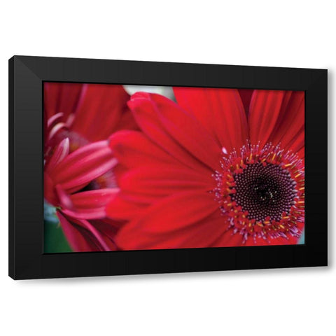 Red Gerbera Close-up Black Modern Wood Framed Art Print by Berzel, Erin