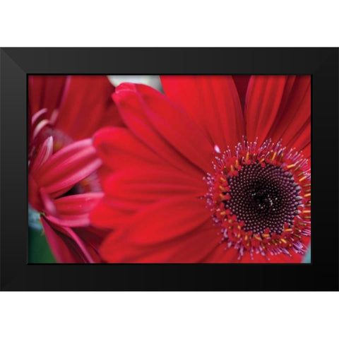 Red Gerbera Close-up Black Modern Wood Framed Art Print by Berzel, Erin