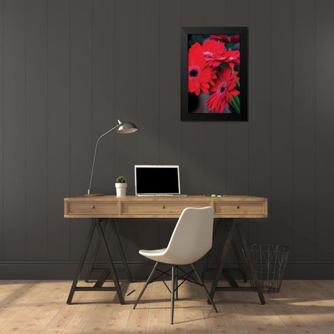 Red Gerbera Daisies I Black Modern Wood Framed Art Print by Berzel, Erin