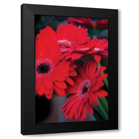 Red Gerbera Daisies I Black Modern Wood Framed Art Print with Double Matting by Berzel, Erin