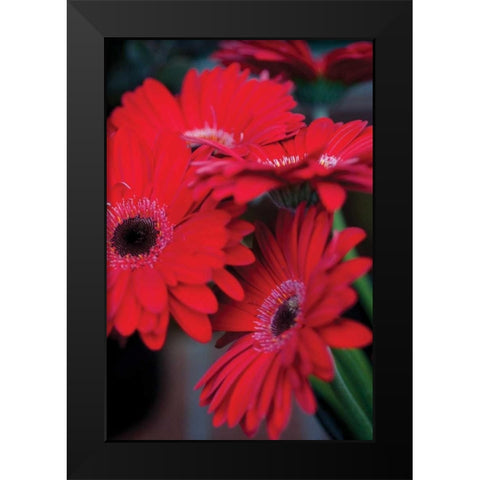 Red Gerbera Daisies I Black Modern Wood Framed Art Print by Berzel, Erin