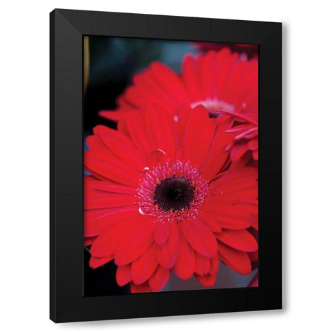 Red Gerbera Daisies II Black Modern Wood Framed Art Print with Double Matting by Berzel, Erin