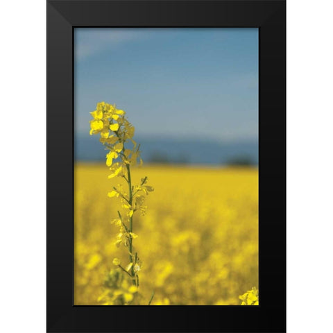 Canola Close-up Black Modern Wood Framed Art Print by Berzel, Erin