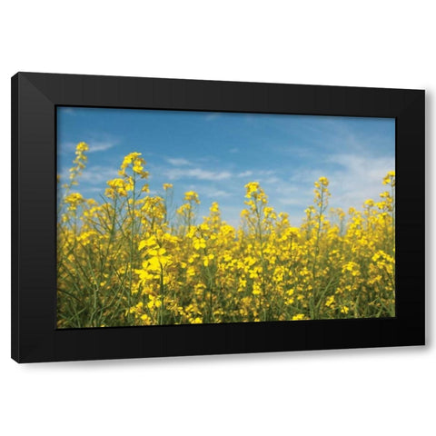 Canola Blossoms Black Modern Wood Framed Art Print by Berzel, Erin