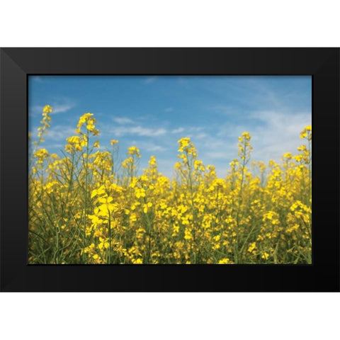Canola Blossoms Black Modern Wood Framed Art Print by Berzel, Erin