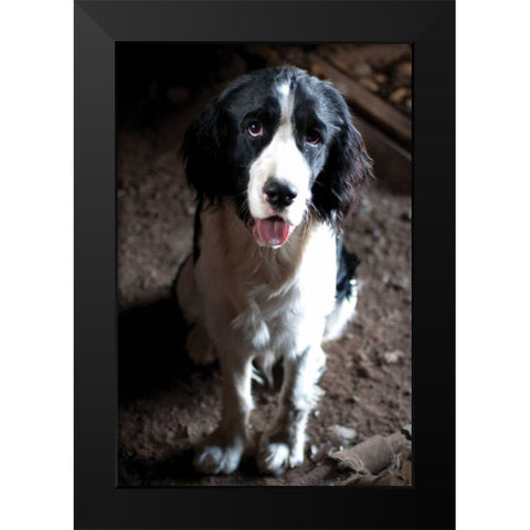 Jake The Dog Black Modern Wood Framed Art Print by Berzel, Erin