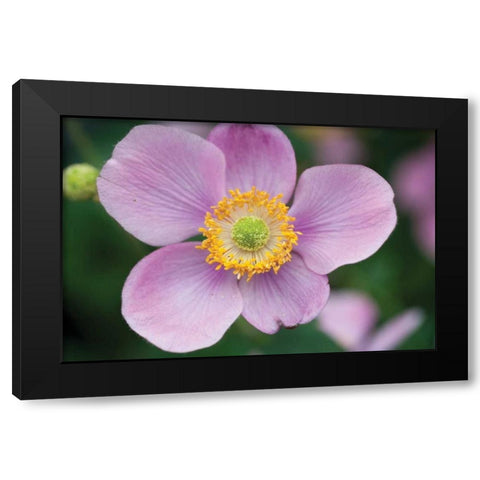 Anemone I Black Modern Wood Framed Art Print by Berzel, Erin