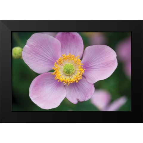 Anemone I Black Modern Wood Framed Art Print by Berzel, Erin