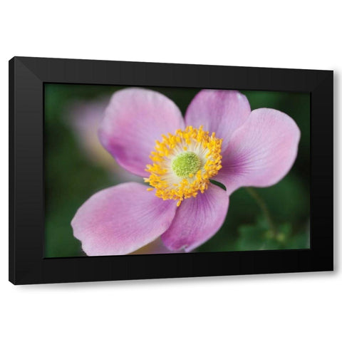 Anemone II Black Modern Wood Framed Art Print by Berzel, Erin