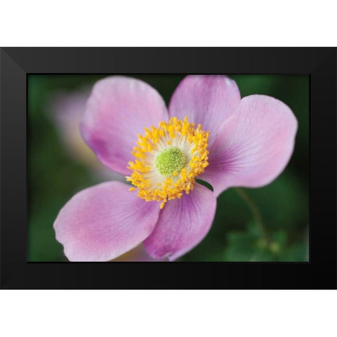 Anemone II Black Modern Wood Framed Art Print by Berzel, Erin