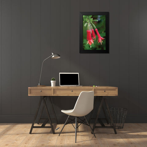 Fuchsia Bloom I Black Modern Wood Framed Art Print by Berzel, Erin