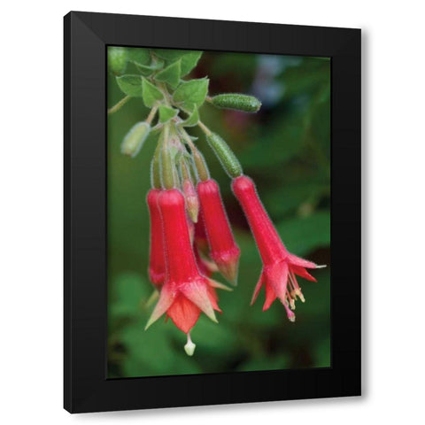 Fuchsia Bloom I Black Modern Wood Framed Art Print by Berzel, Erin