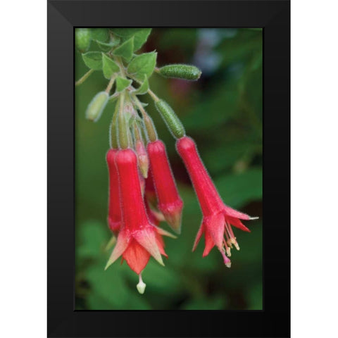 Fuchsia Bloom I Black Modern Wood Framed Art Print by Berzel, Erin