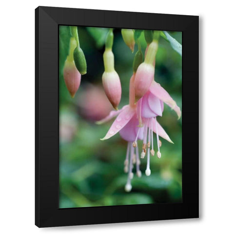 Fuchsia Bloom II Black Modern Wood Framed Art Print by Berzel, Erin