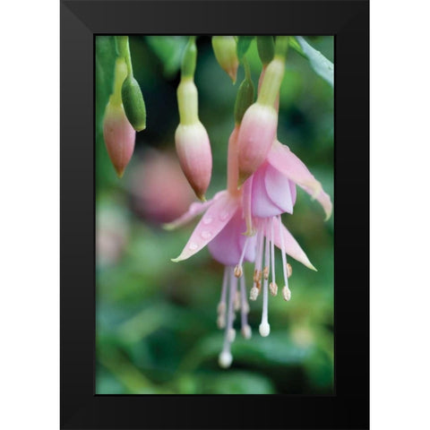 Fuchsia Bloom II Black Modern Wood Framed Art Print by Berzel, Erin