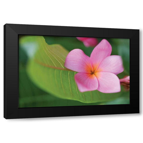 Plumeria I Black Modern Wood Framed Art Print with Double Matting by Berzel, Erin