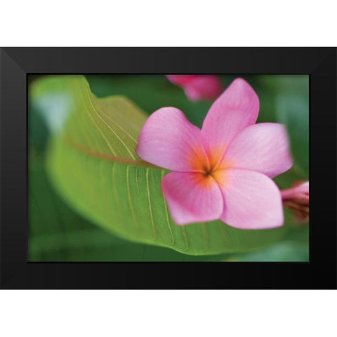 Plumeria I Black Modern Wood Framed Art Print by Berzel, Erin