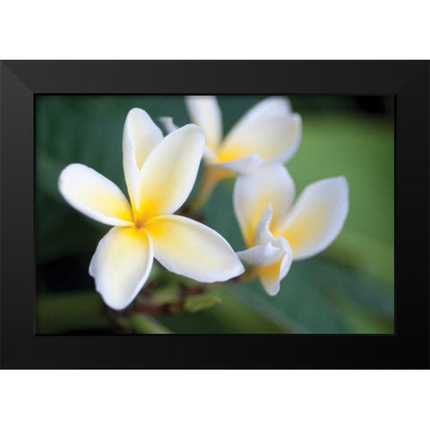 Plumeria II Black Modern Wood Framed Art Print by Berzel, Erin