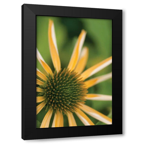 Echinacea I Black Modern Wood Framed Art Print by Berzel, Erin