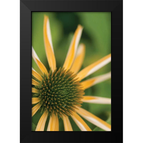 Echinacea I Black Modern Wood Framed Art Print by Berzel, Erin