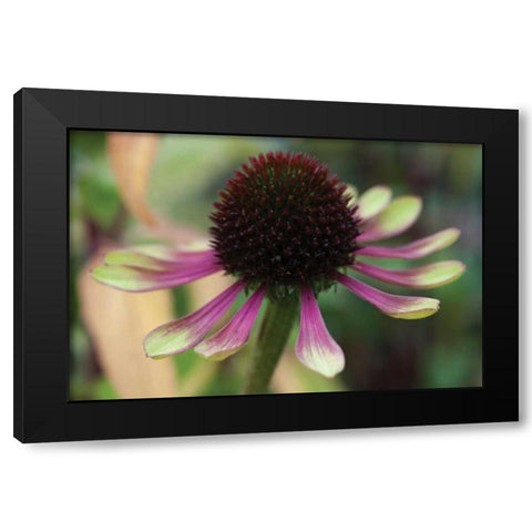 Echinacea VI Black Modern Wood Framed Art Print with Double Matting by Berzel, Erin