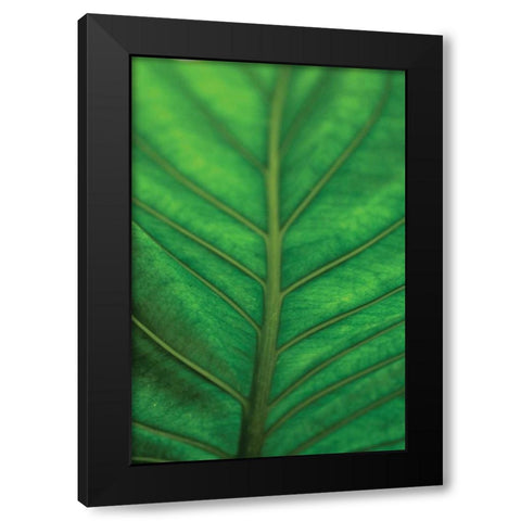 Leaf Detail V Black Modern Wood Framed Art Print with Double Matting by Berzel, Erin
