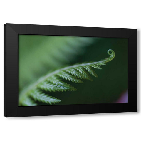 Fern Detail I Black Modern Wood Framed Art Print by Berzel, Erin